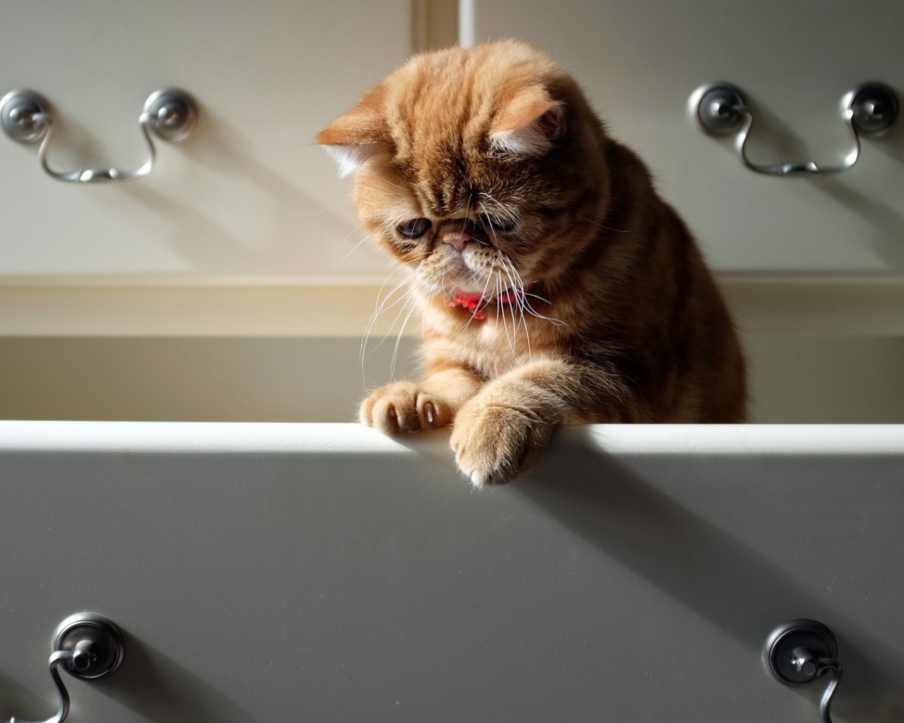 Cat in the Bureau drawer