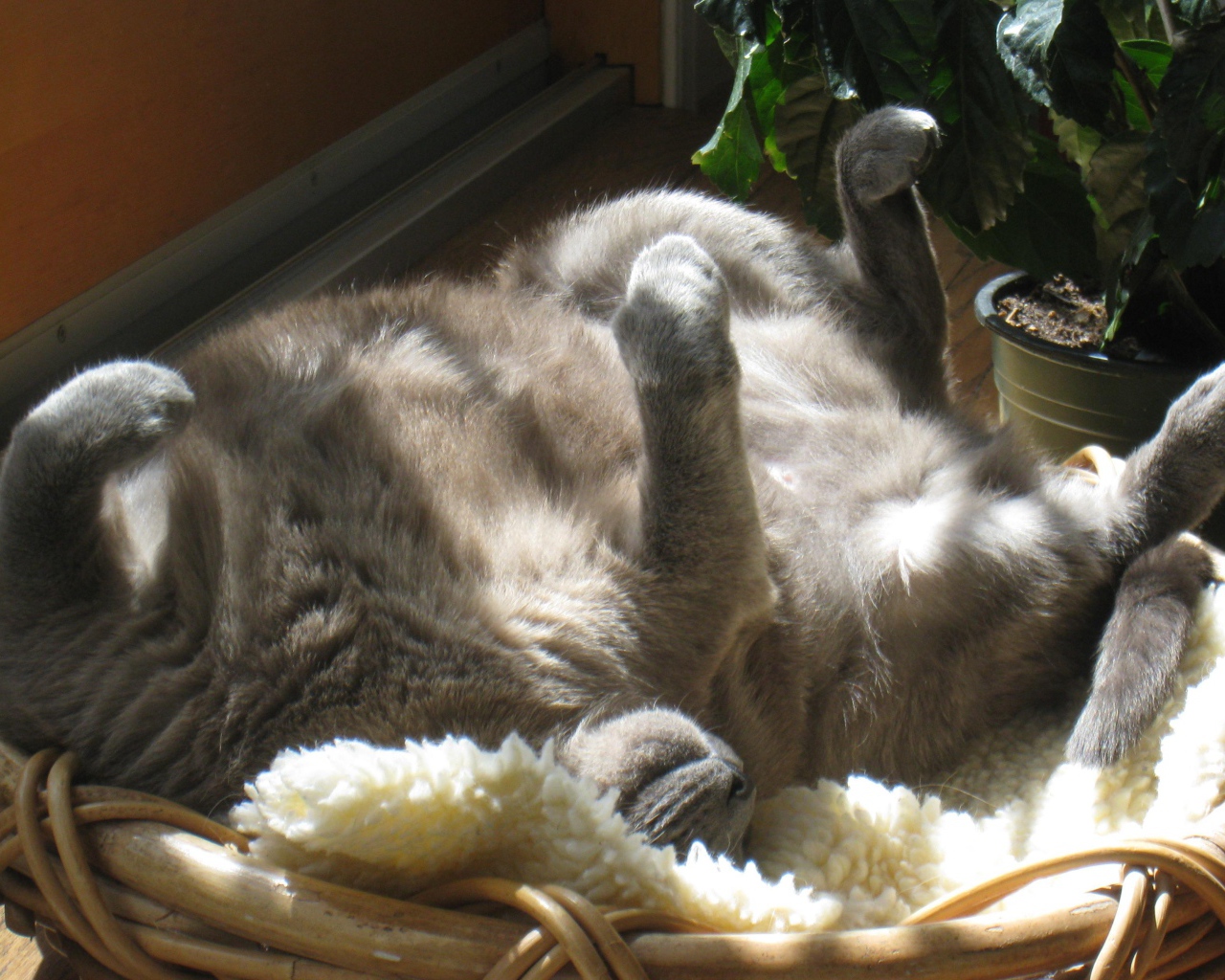 Кот на солнышке