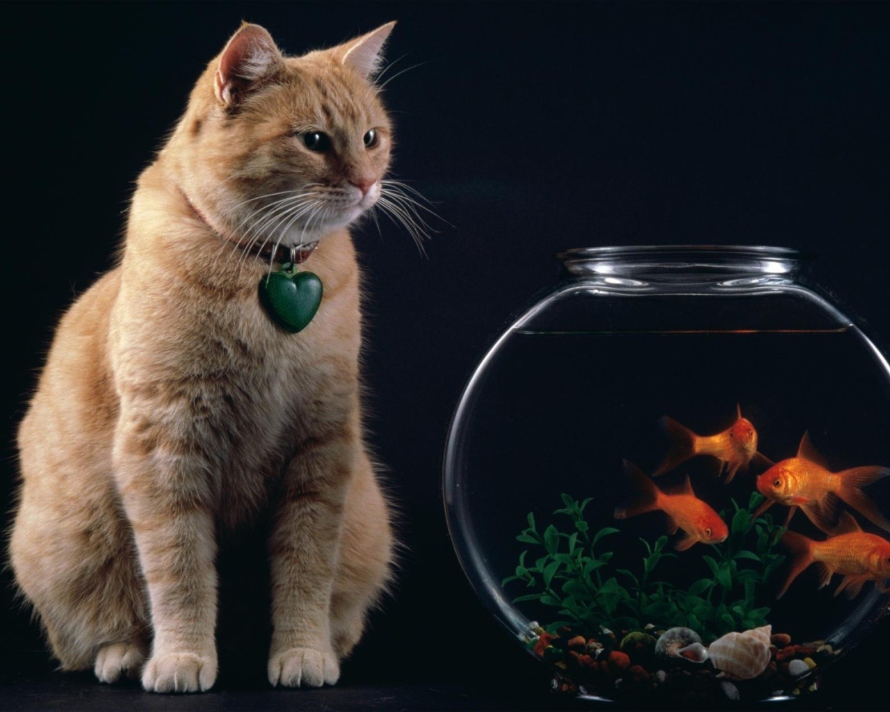 Кот смотрит на рыбок