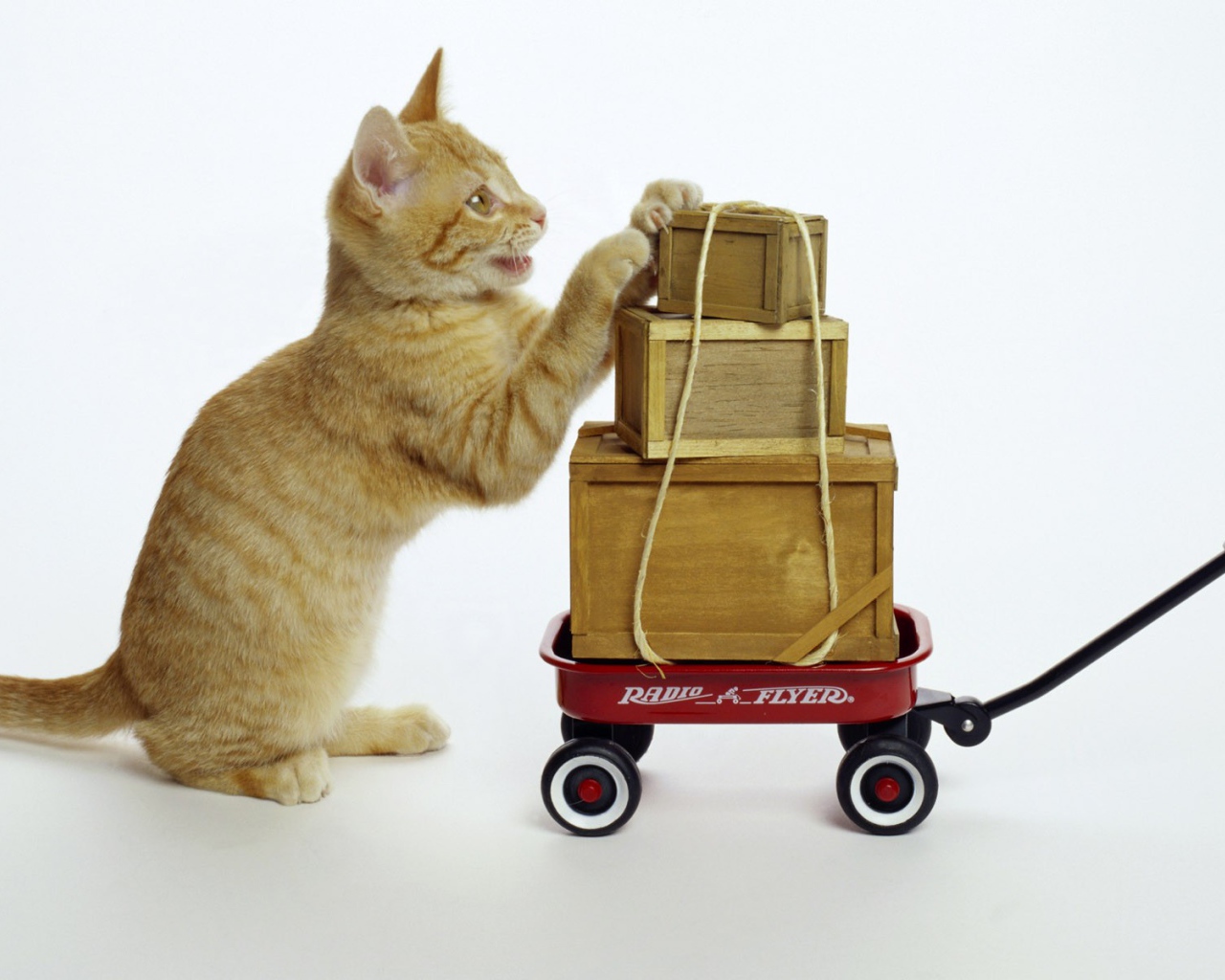 Кот везет посылки