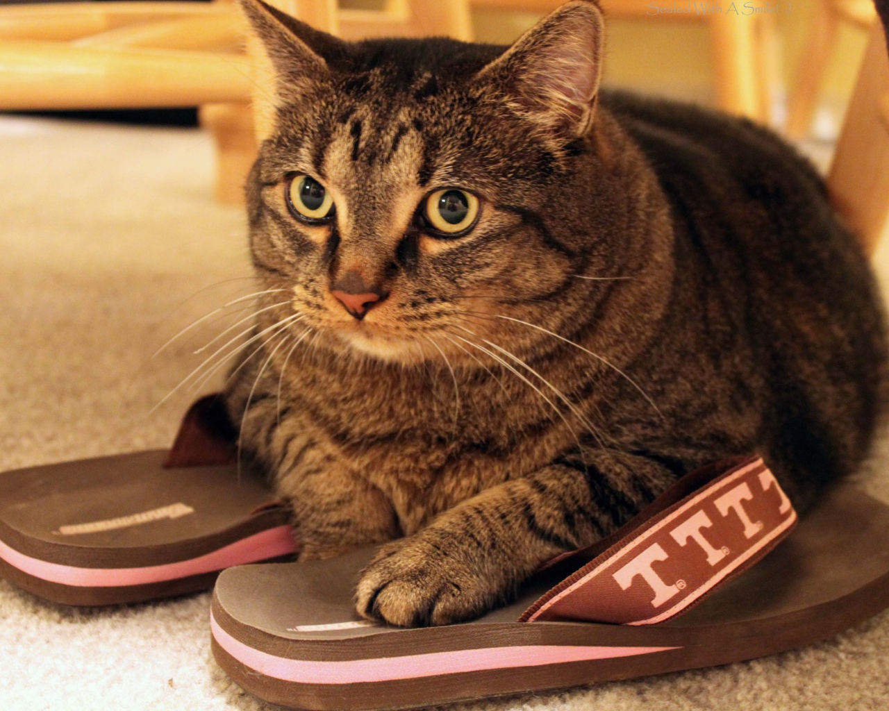 Кот на тапочках