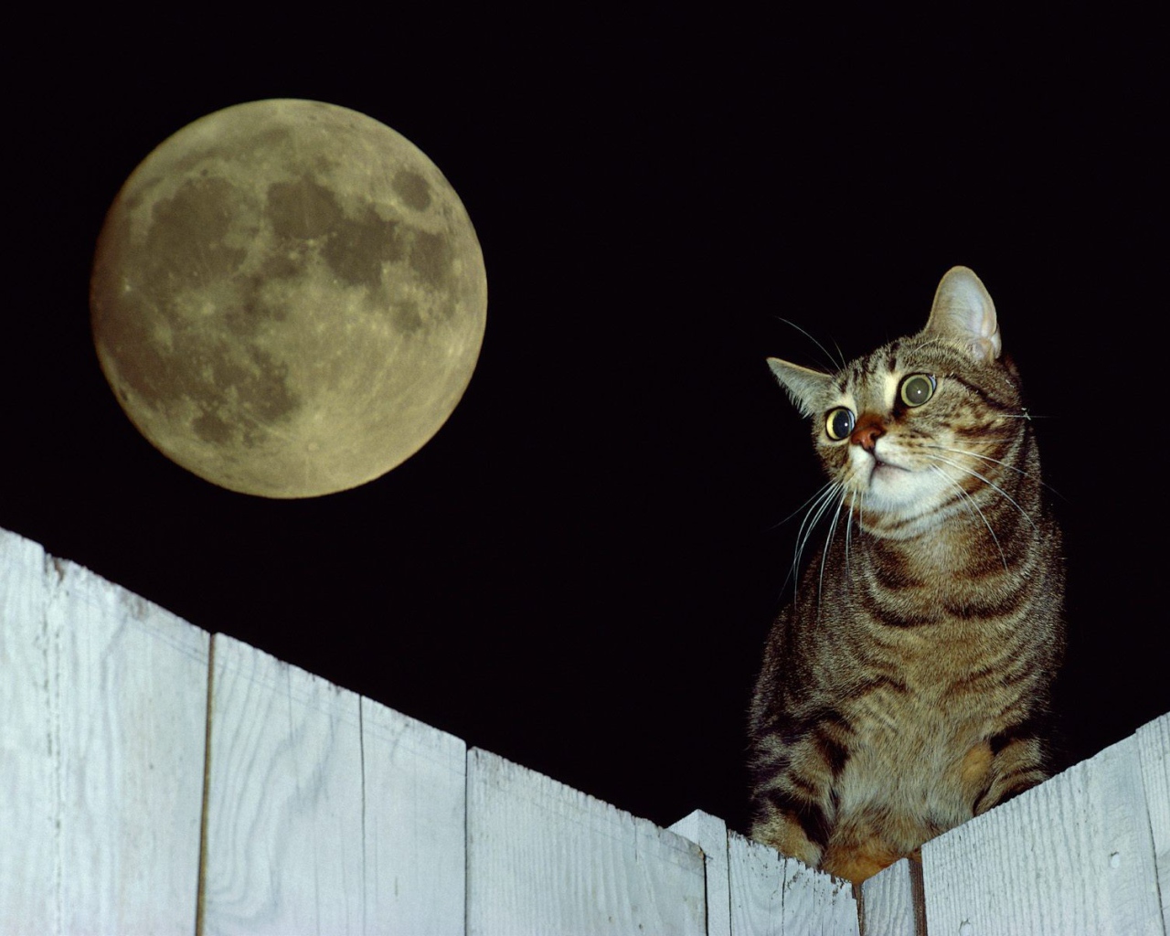 Кот на заборе под луной