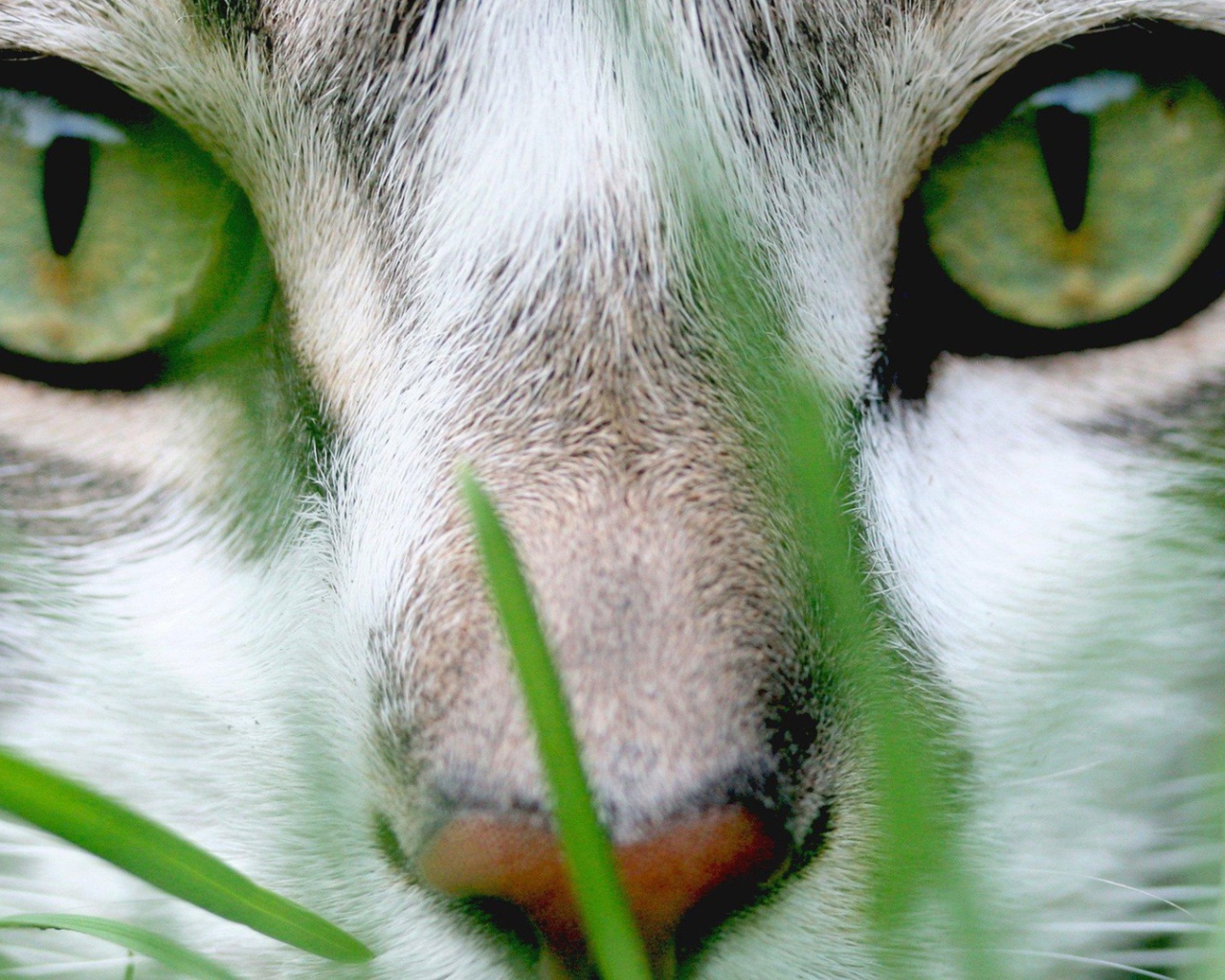 Кошачий пронзительный взгляд