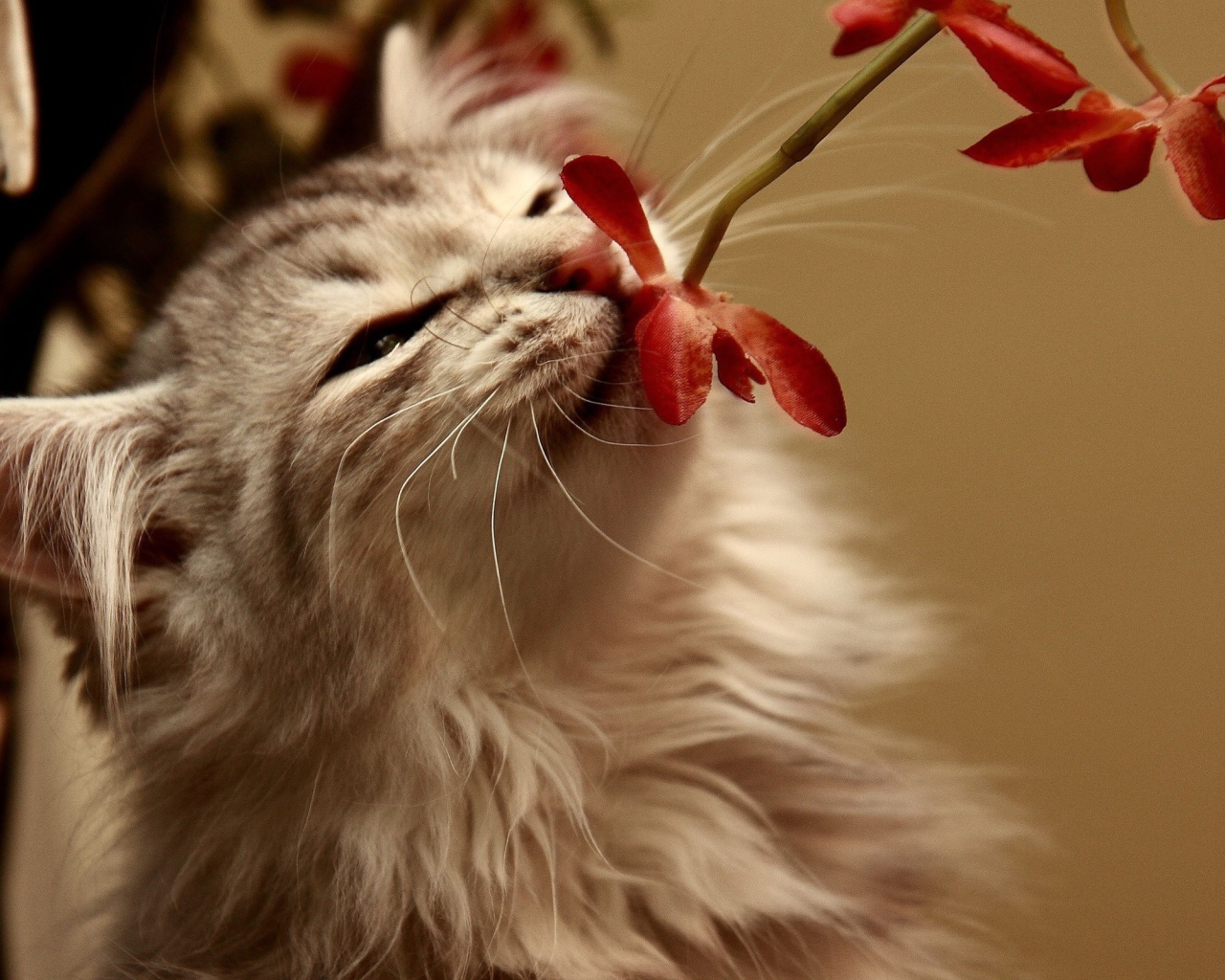 Кот нюхающий цветок