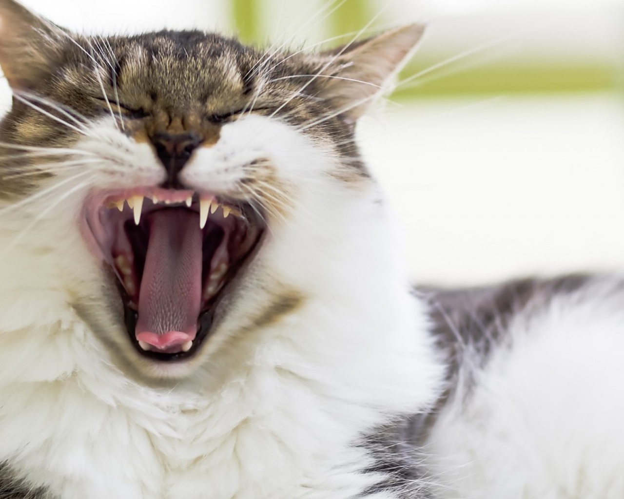 Кот берет на испуг