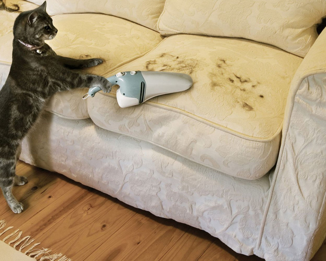 Кот пылесосит