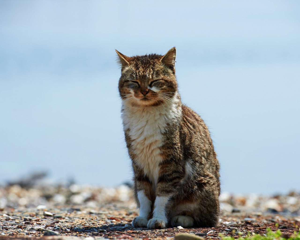Кот пригрелся на солнце