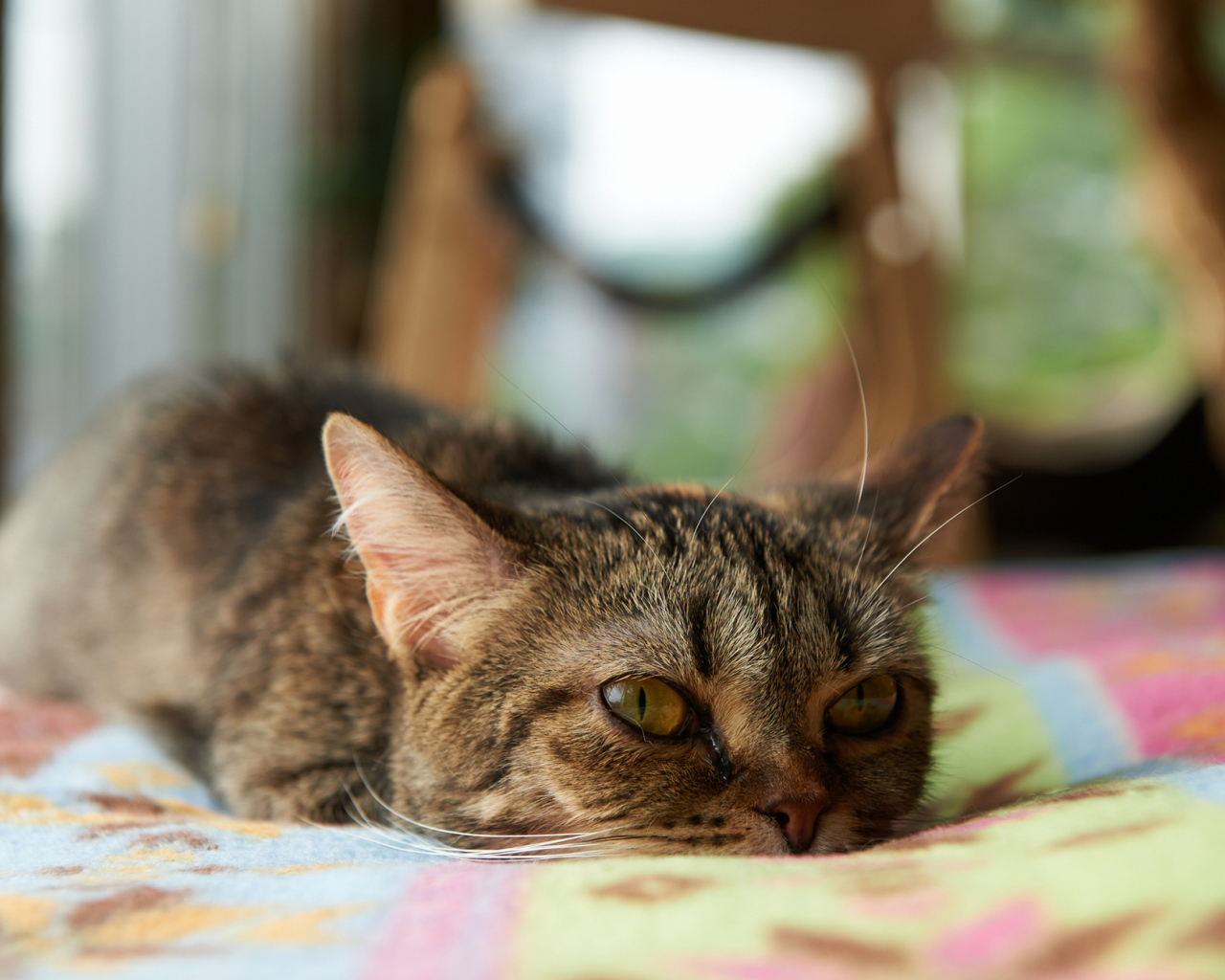 Кот с безнадёжным взглядом