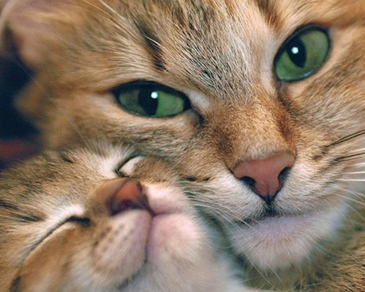 Кошечка с котенком