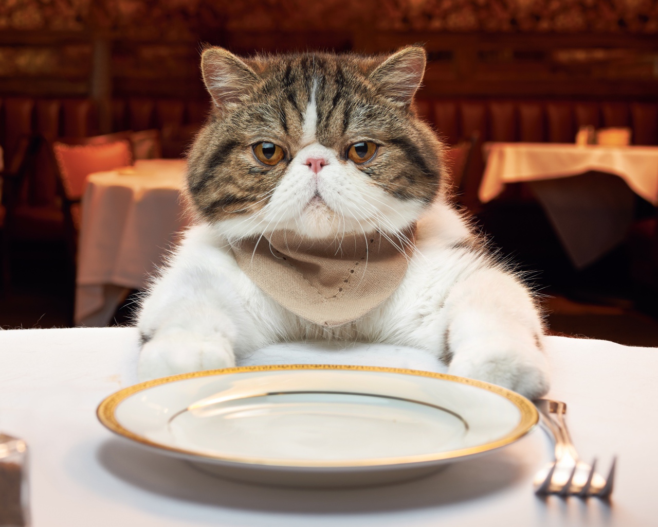 Кот с тарелкой за столом