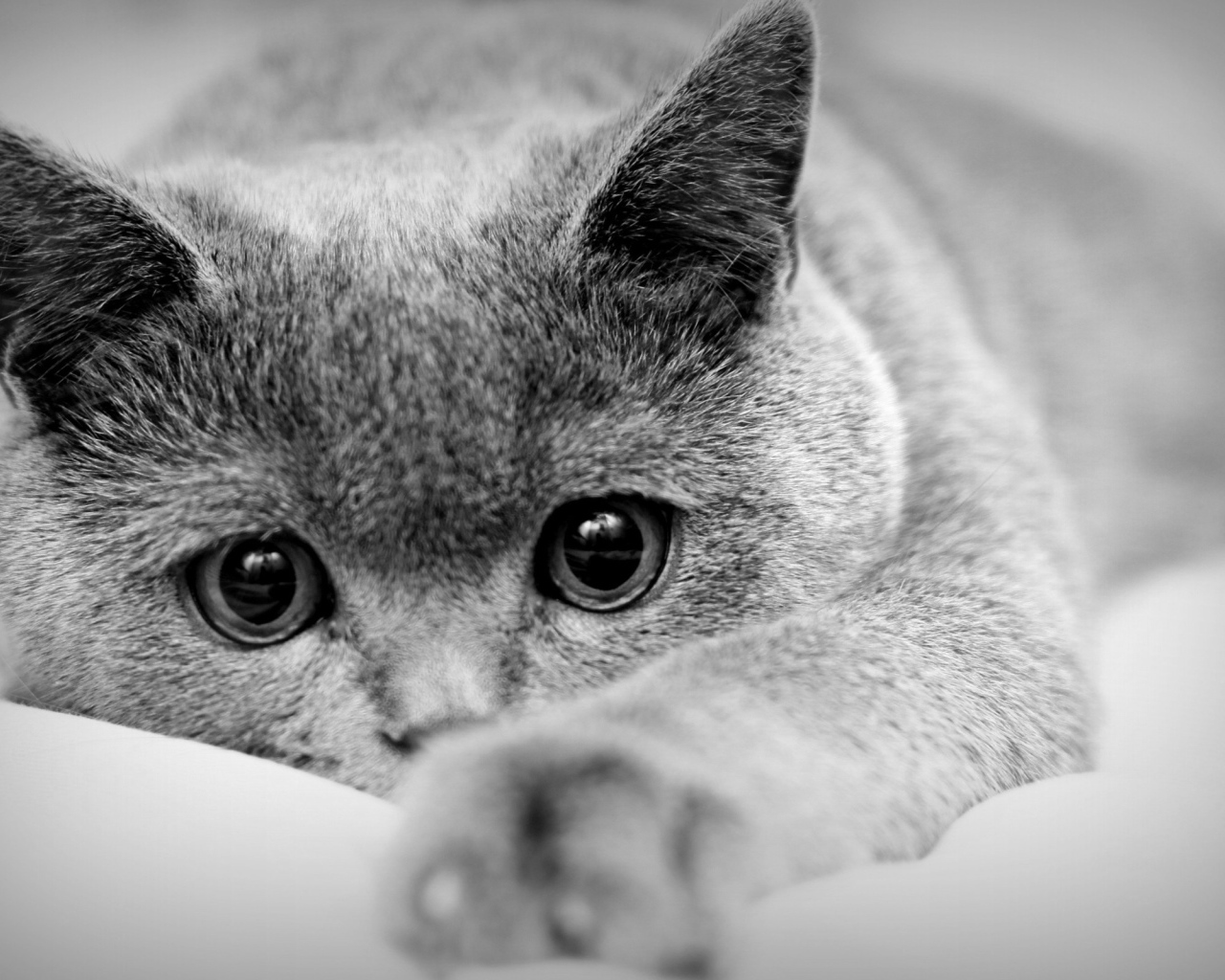 Кот с большими глазами