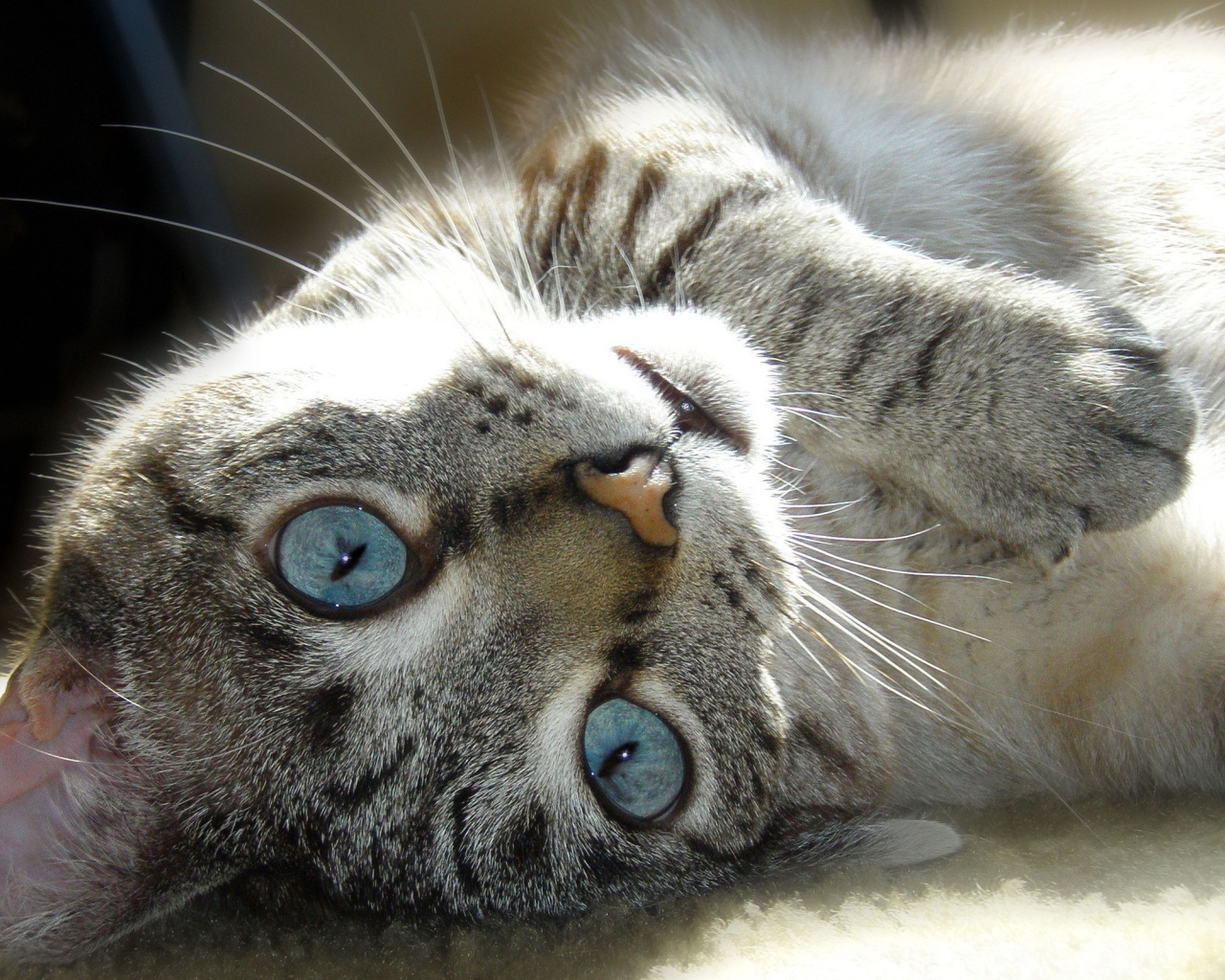 Кот с голубыми глазами