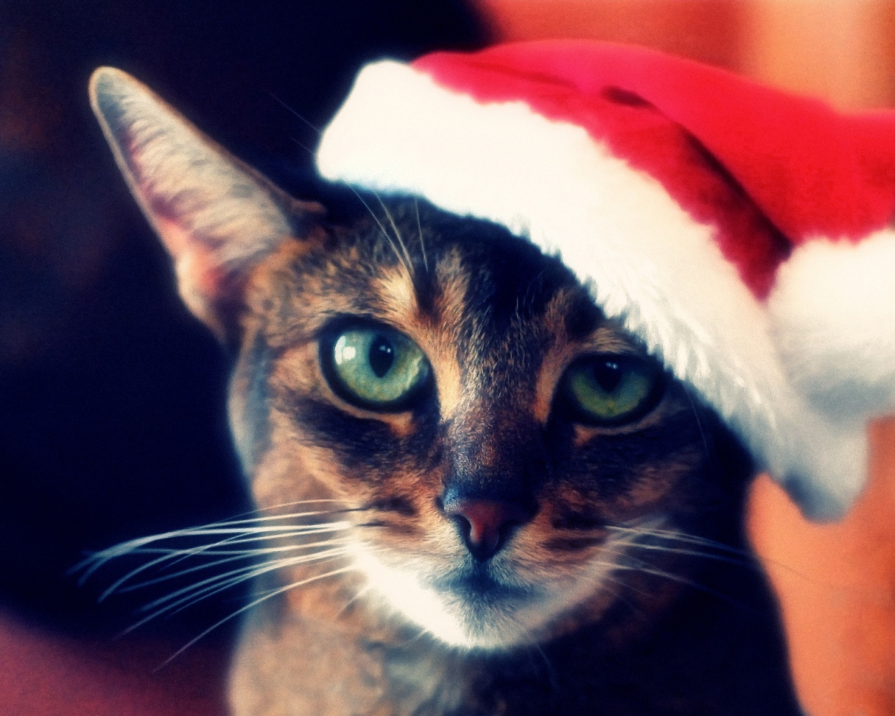 Кот с зелёными глазами в шапке деда мороза