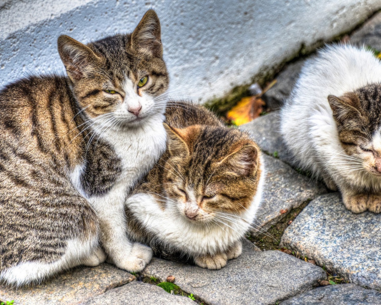 Кошка с котятами на улице