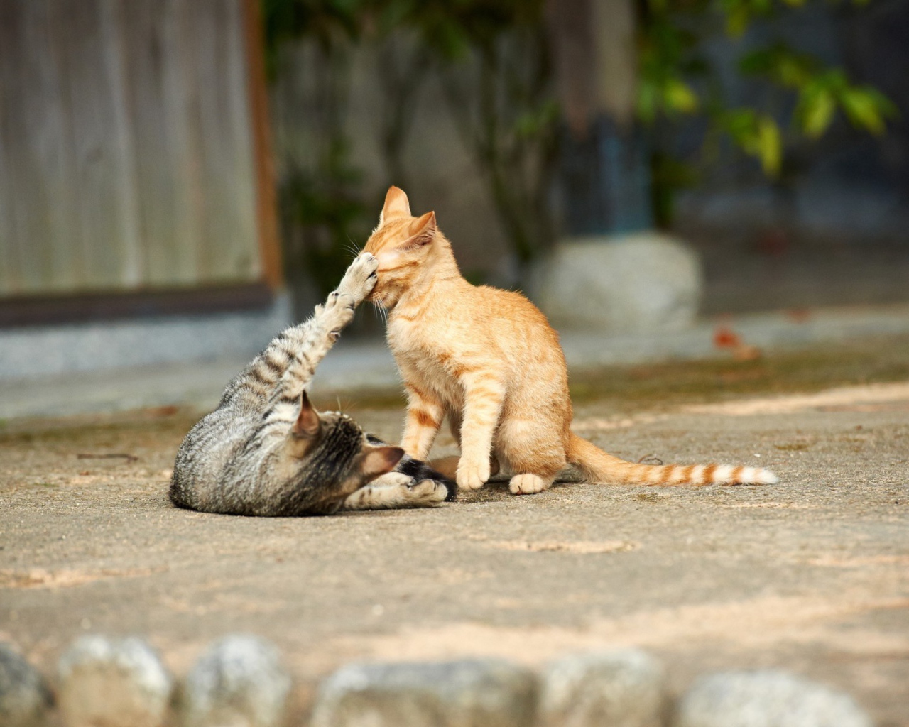 Кошки играют на улице