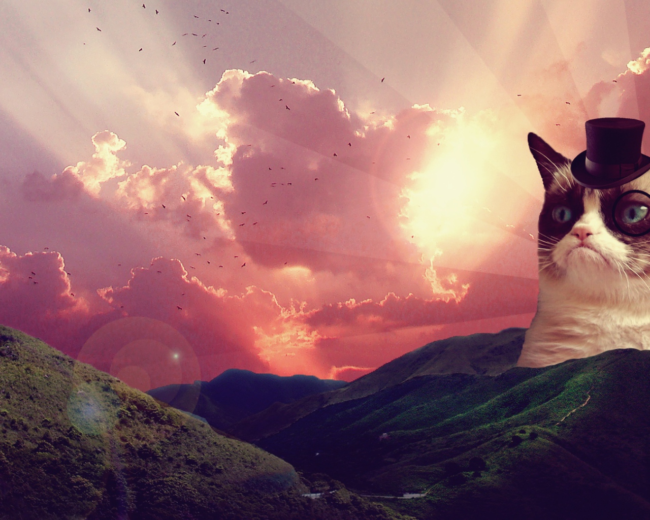 Прикольный недовольный кот