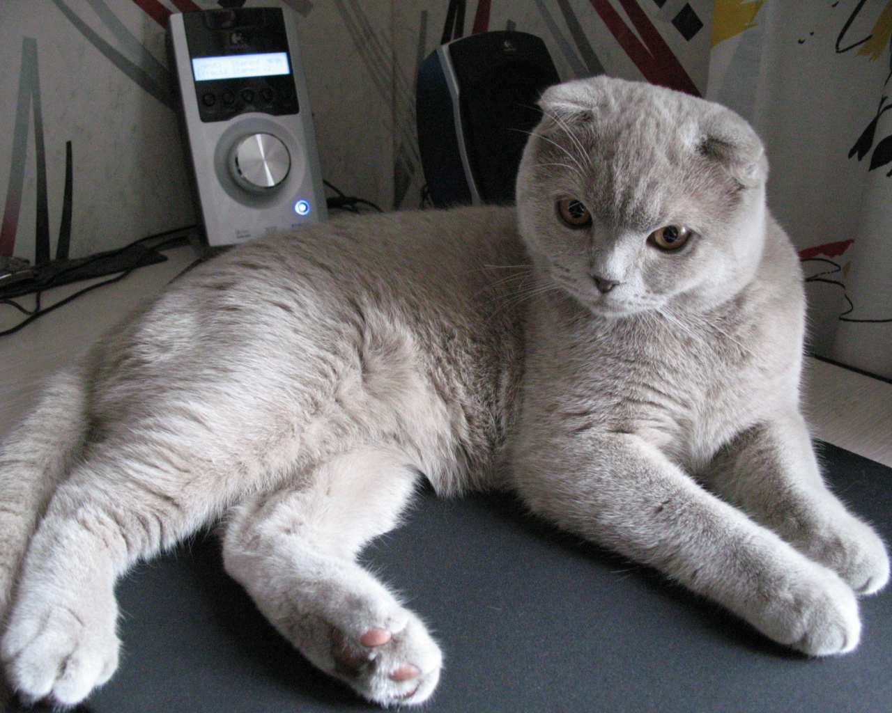 Милый серый шотландский вислоухий кот