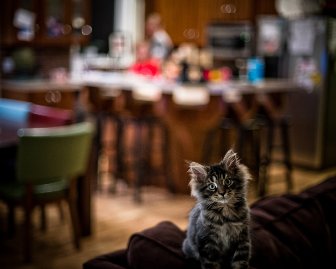 Симпатичный малыш мейн-кун