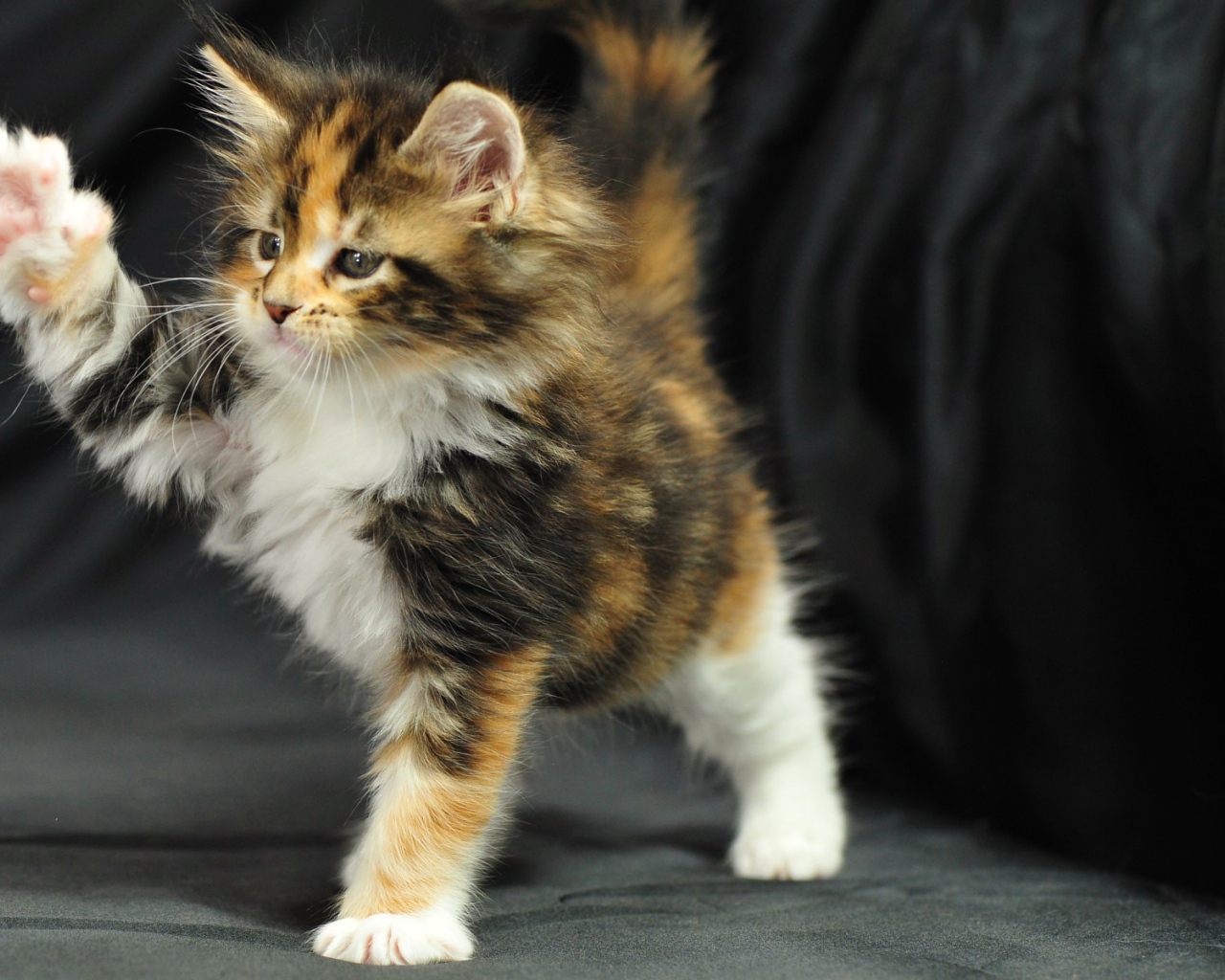 Cute little cat Maine Coon plays