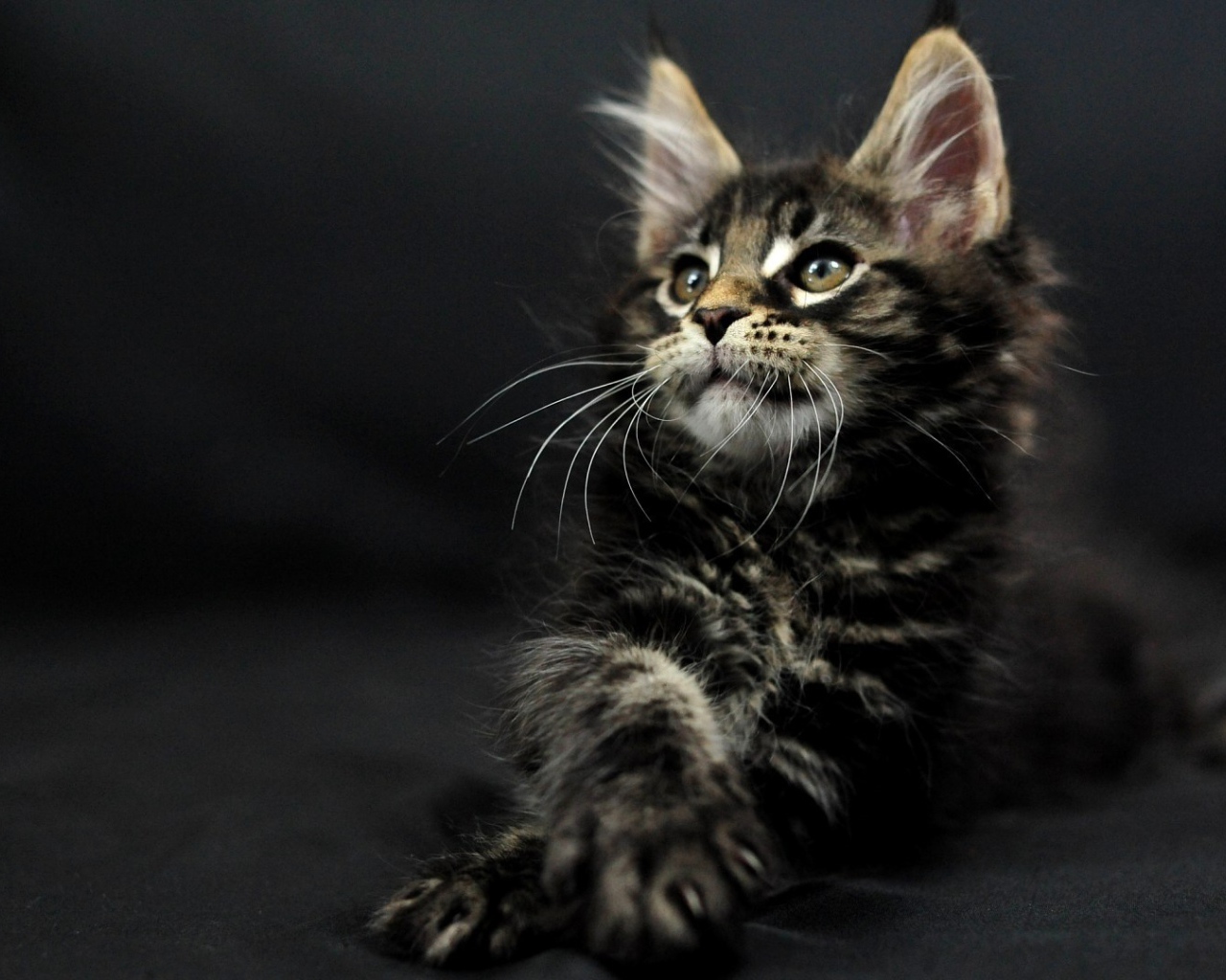 Маленький симпатичный тёмного окраса кот мейн-кун