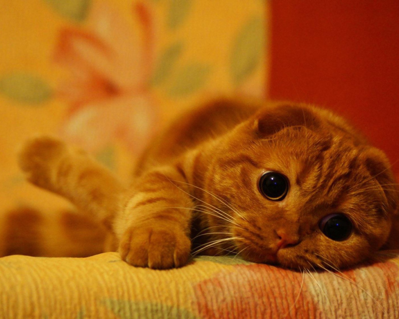 Милый рыжий шотландский вислоухий кот