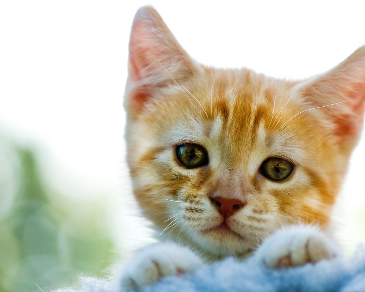 Милый рыжи котик