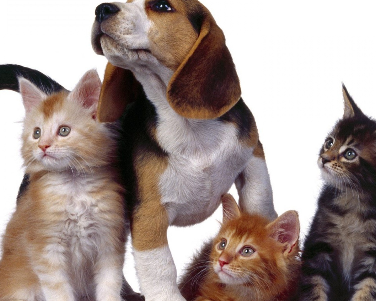 Собака и три котенка