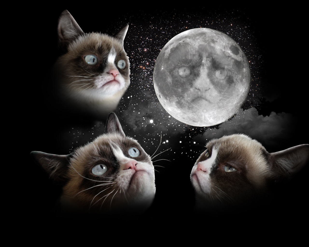 Недовольный кот и луна