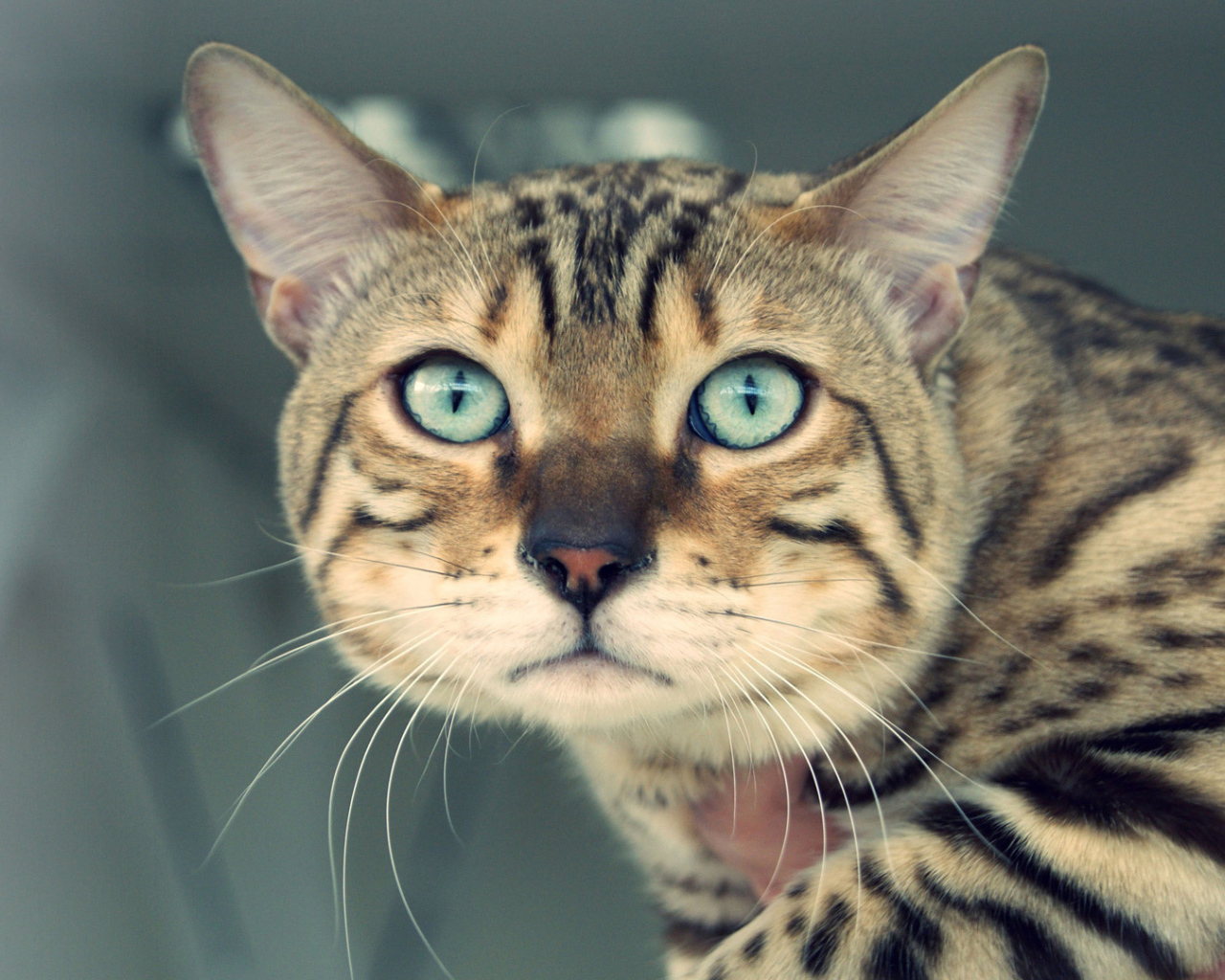 Унылый бенгальский кот