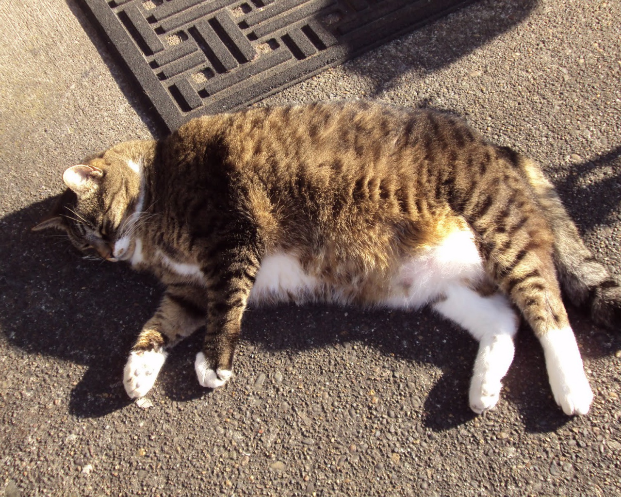 Толстый кот в тени