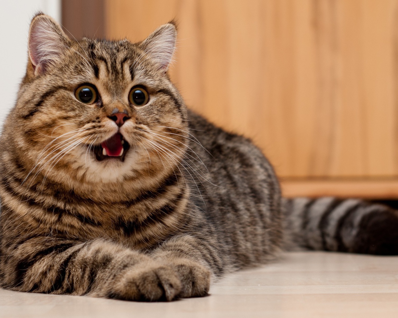 Толстая кошечка