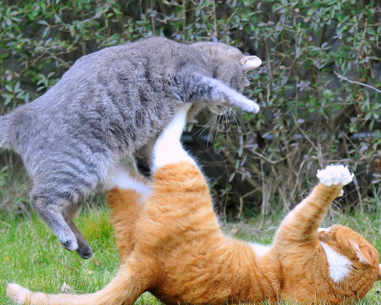 Fight cats
