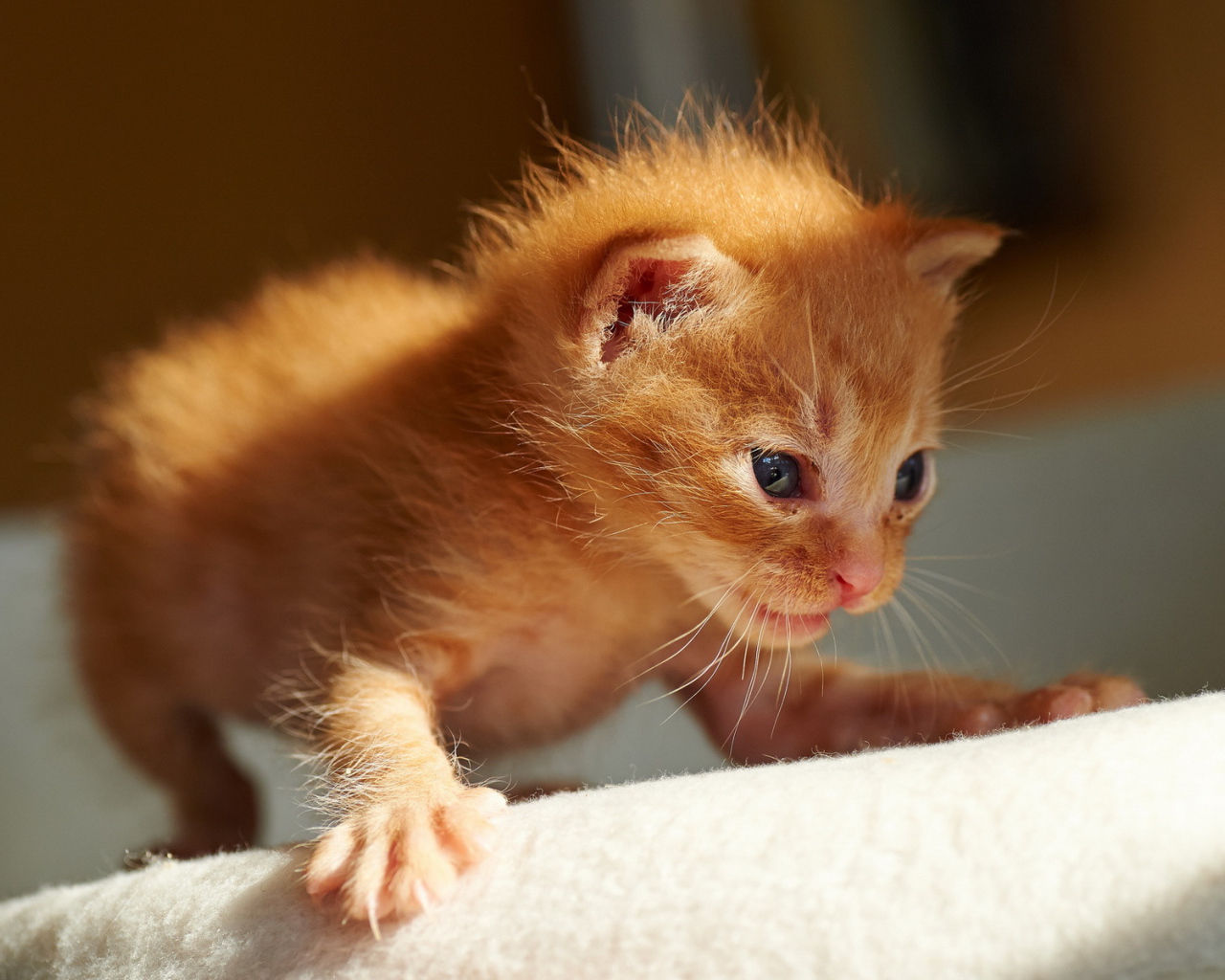 Первые шаги рыжего котёнка