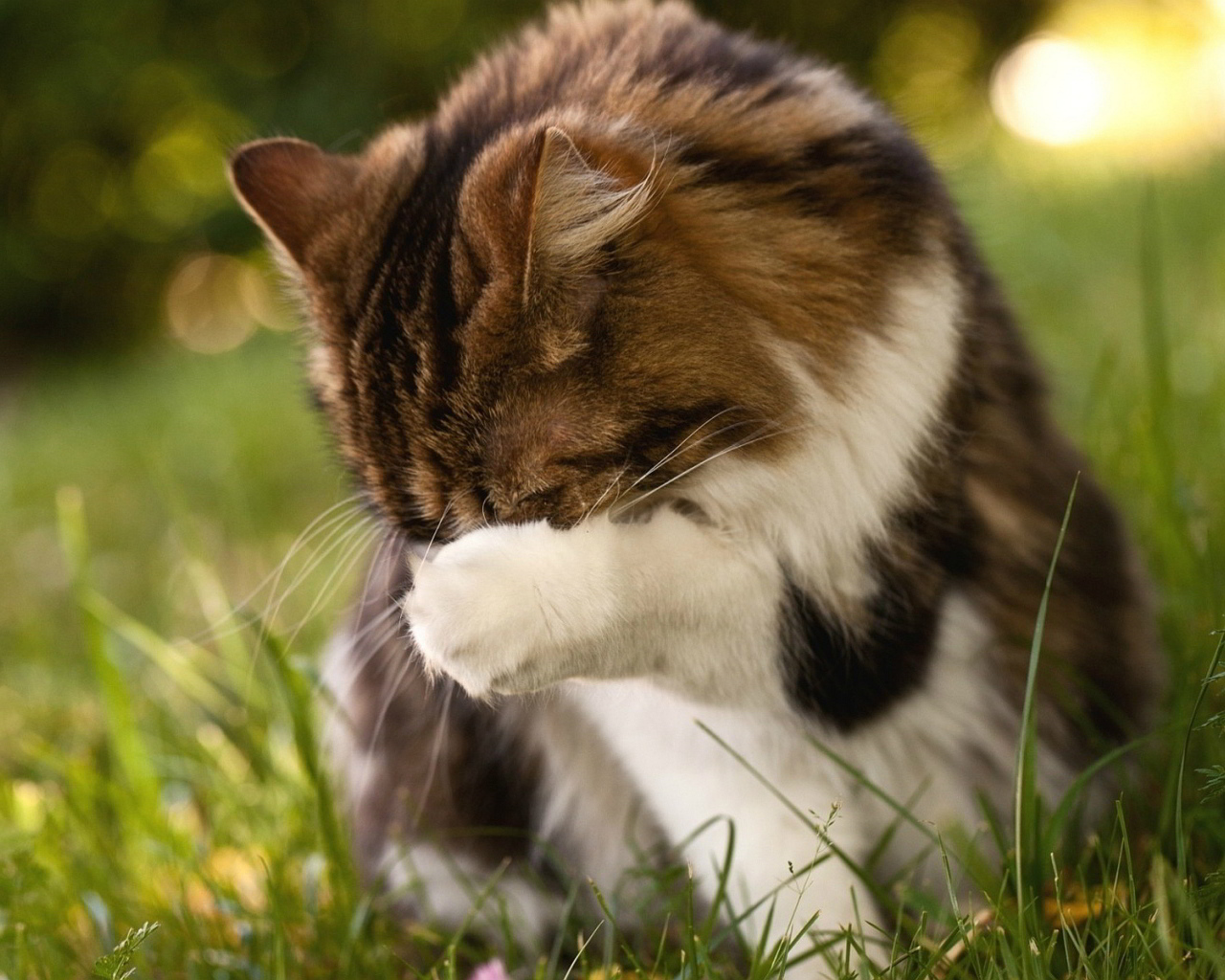 Пушистому коту стыдно