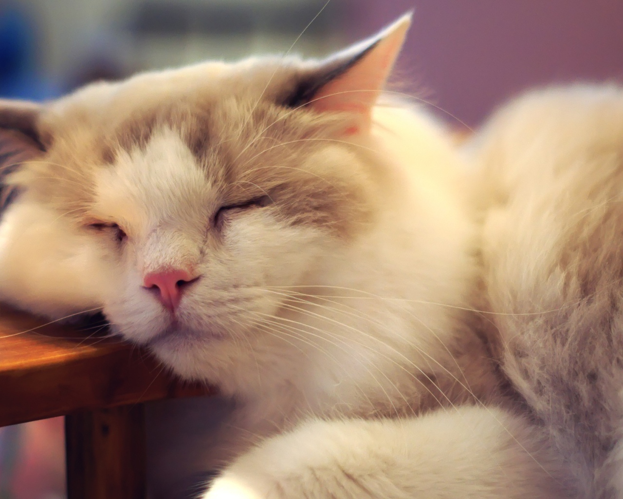 Пушистый кот внезапно заснул