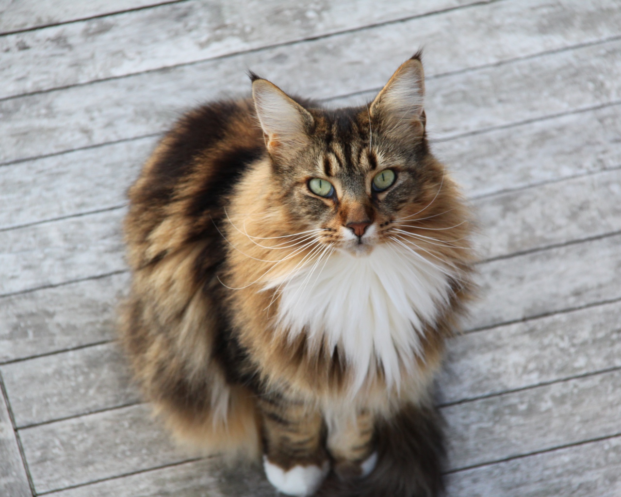 Сосредоточенный кот мейн-кун