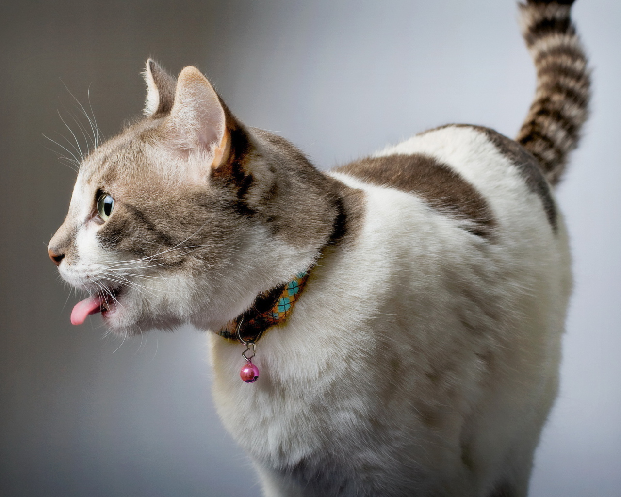 Смешной красивый кот с языком