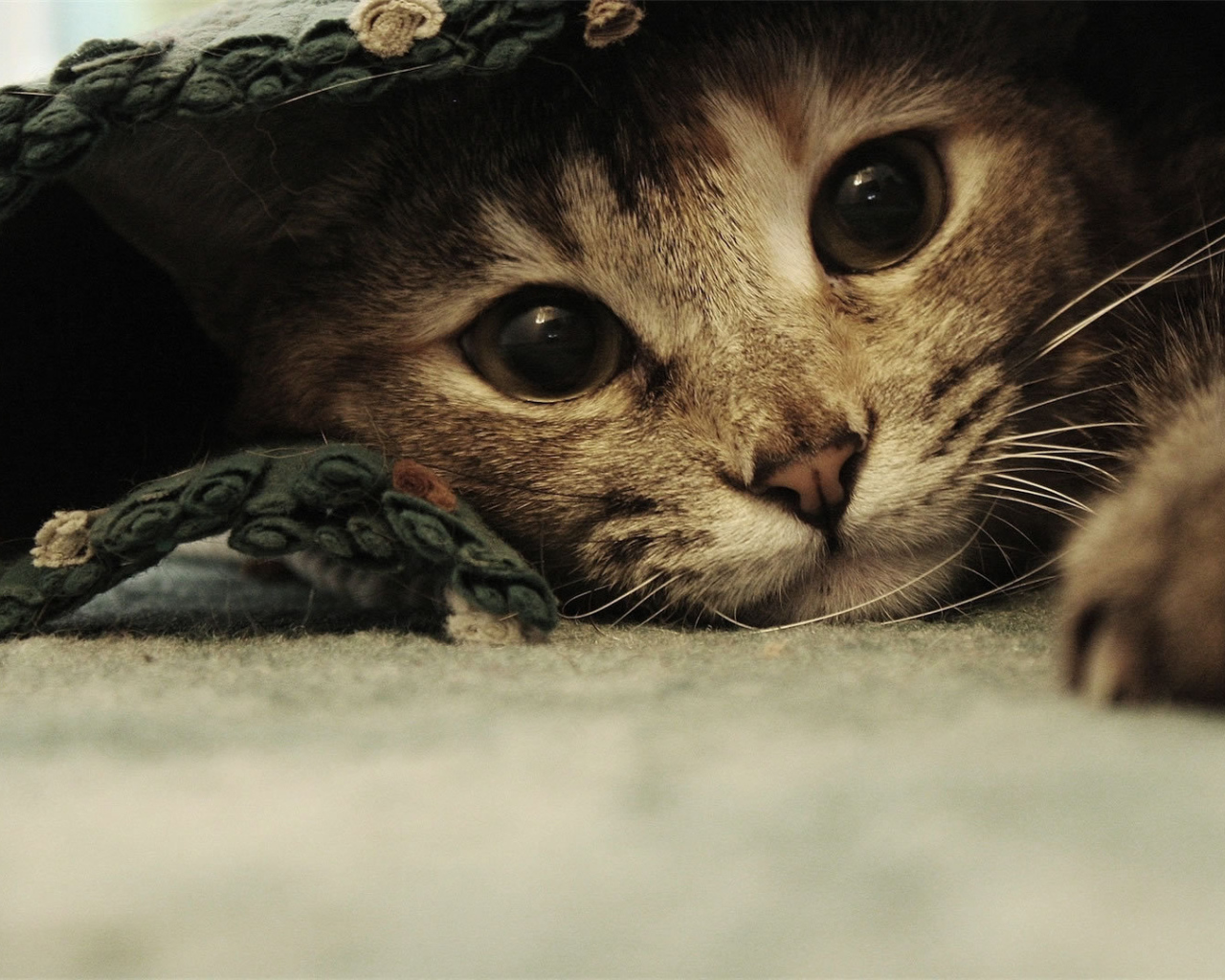 Смешной красивый кот под ковриком