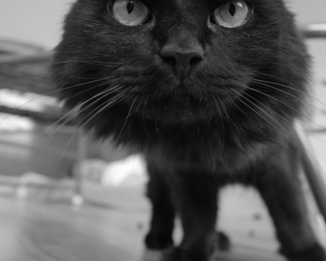 Смешной чёрный кот