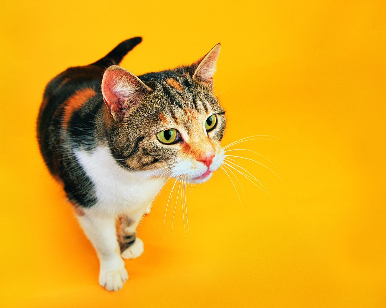 Смешной кот на оранжевом фоне