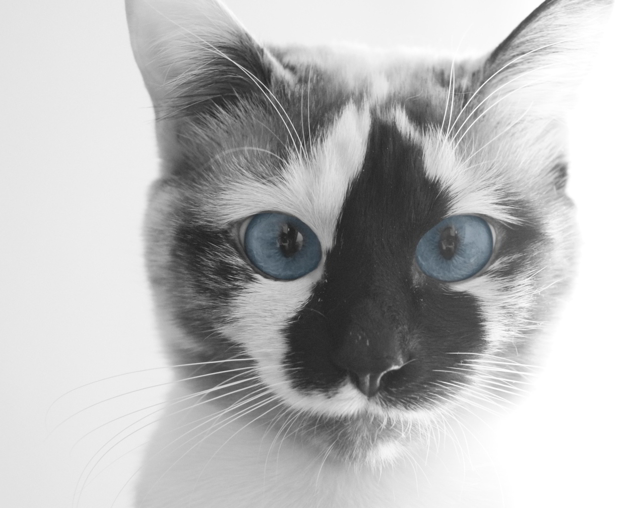 Смешной кот с голубыми глазами