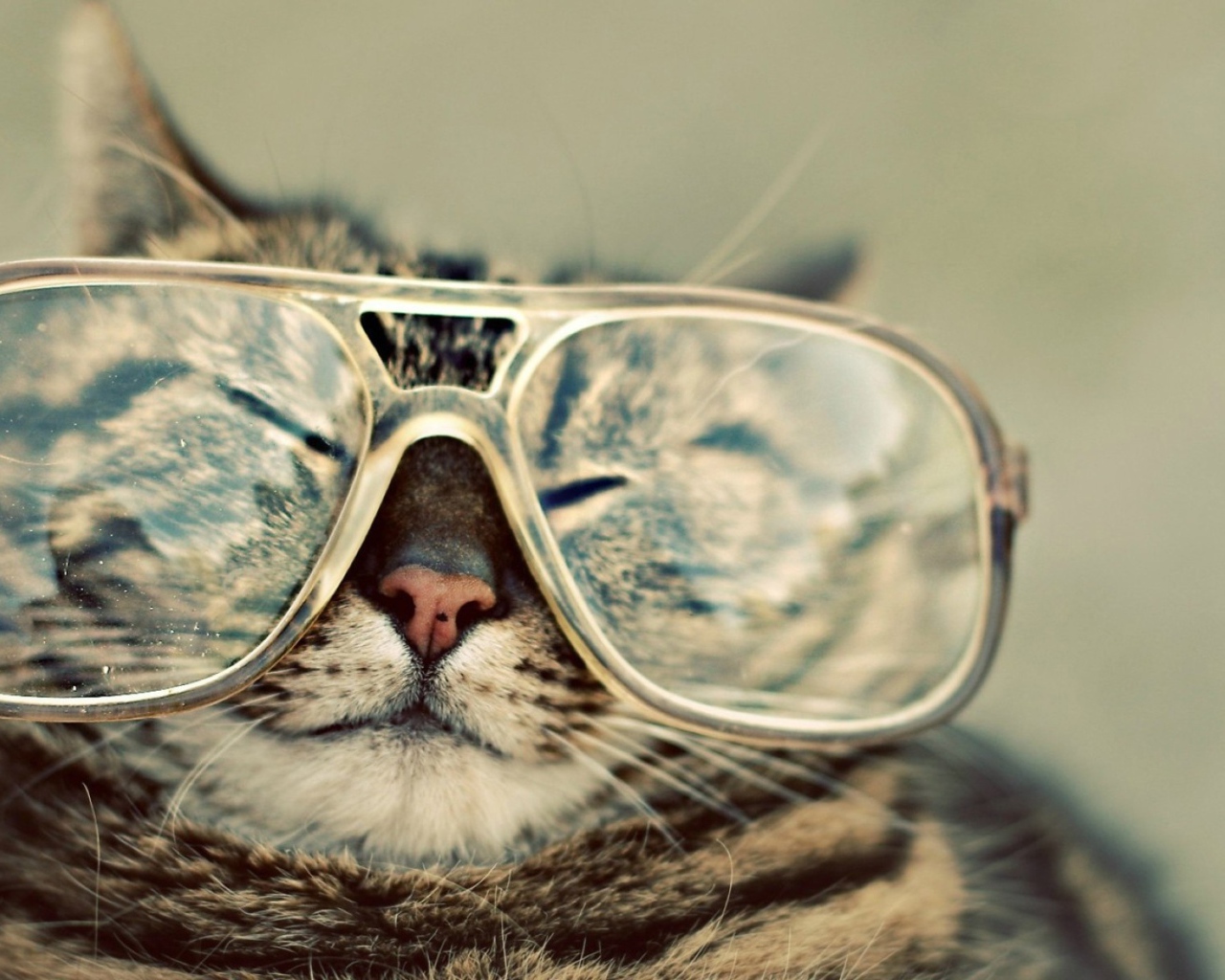 Смешной кот в очках