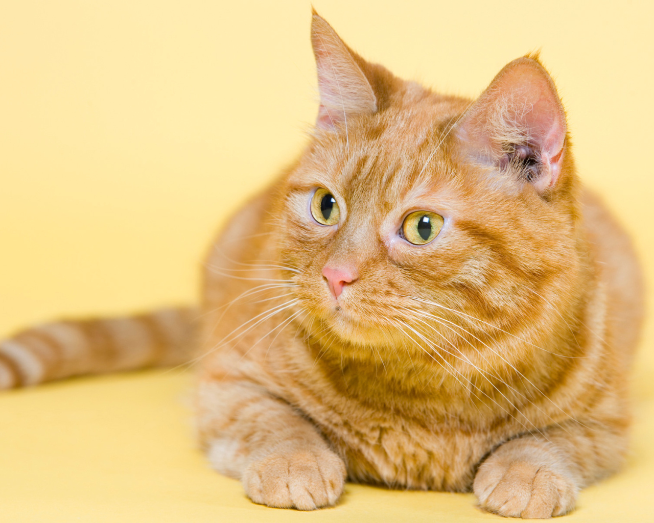 Смешной толстый рыжий кот