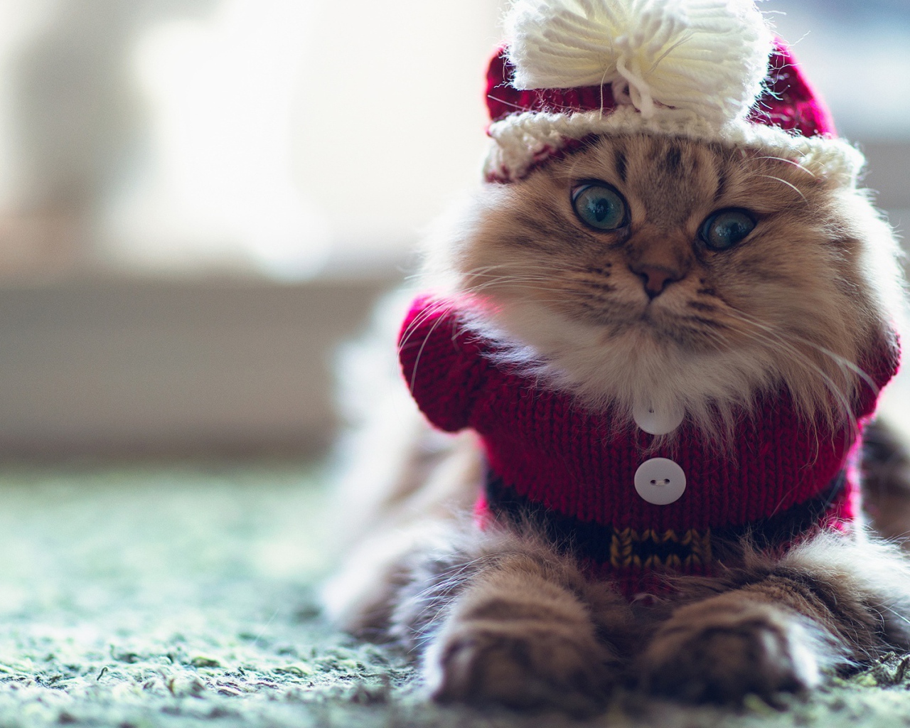 Смешной пушистый кот в наряде