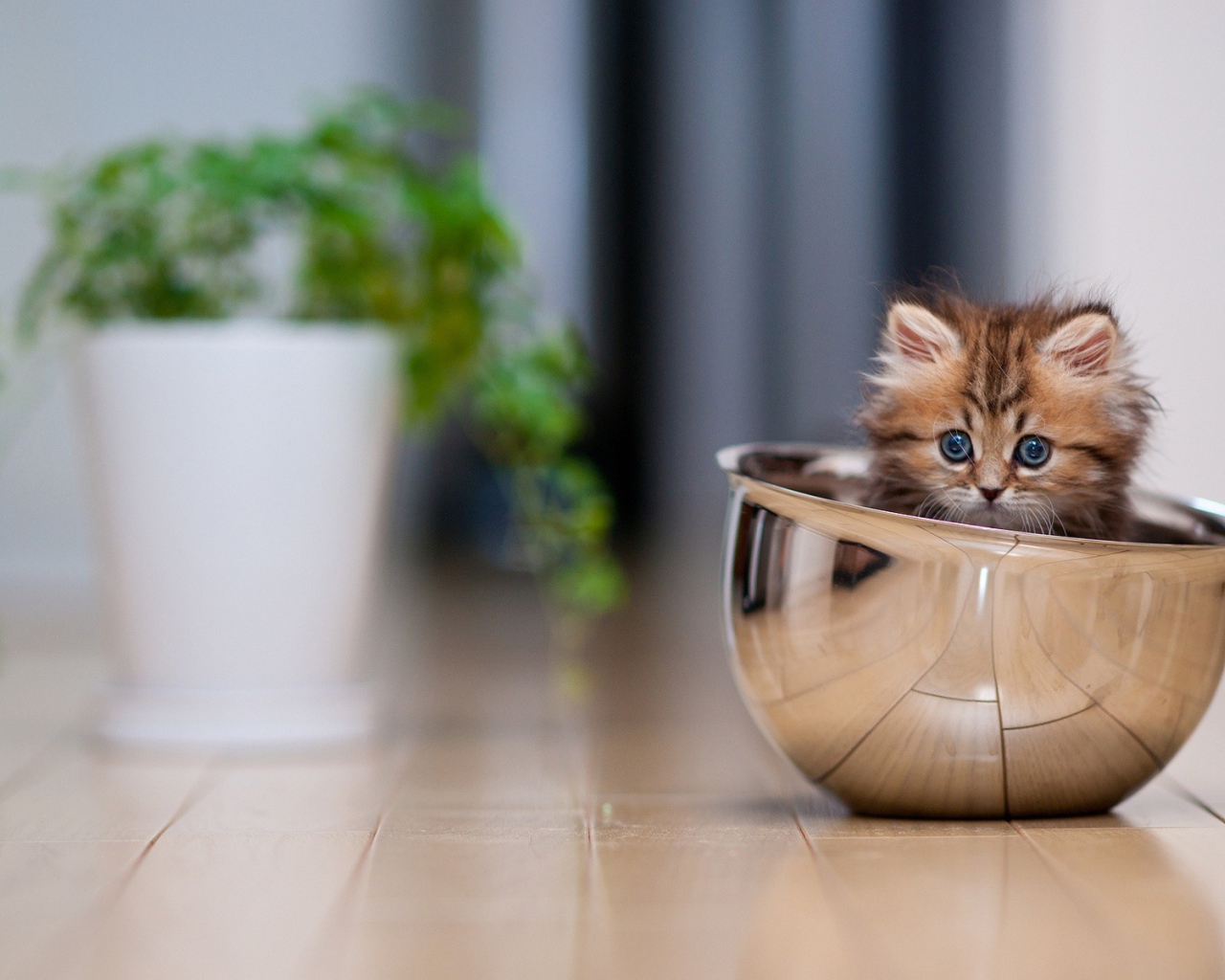 Смешной котёнок в миске