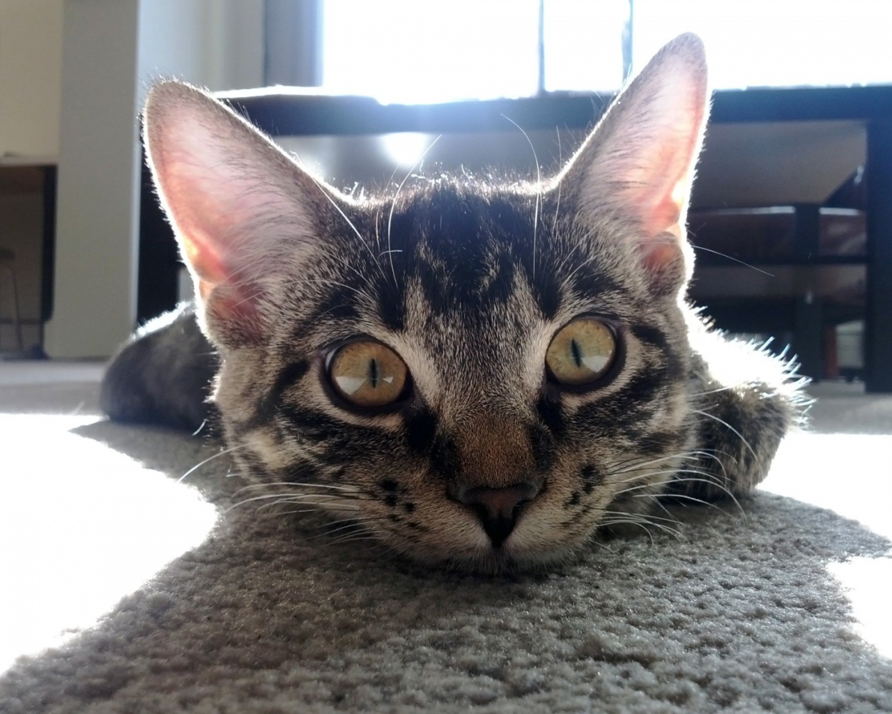 Смешной полосатый кот