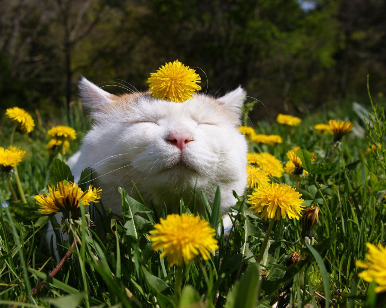 Белый смешной кот в одуванчиках