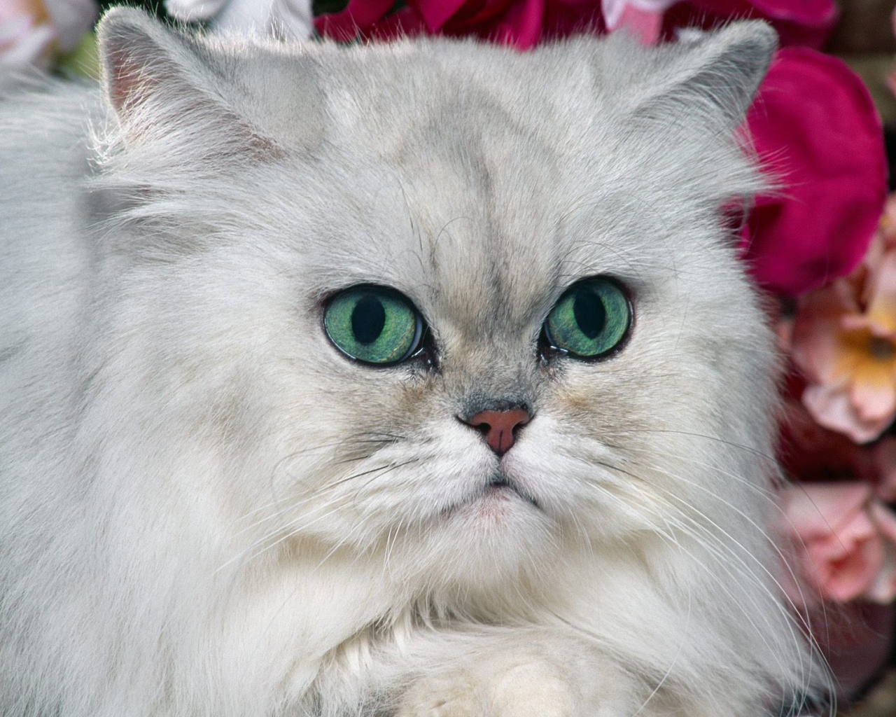 Gray Persian cat