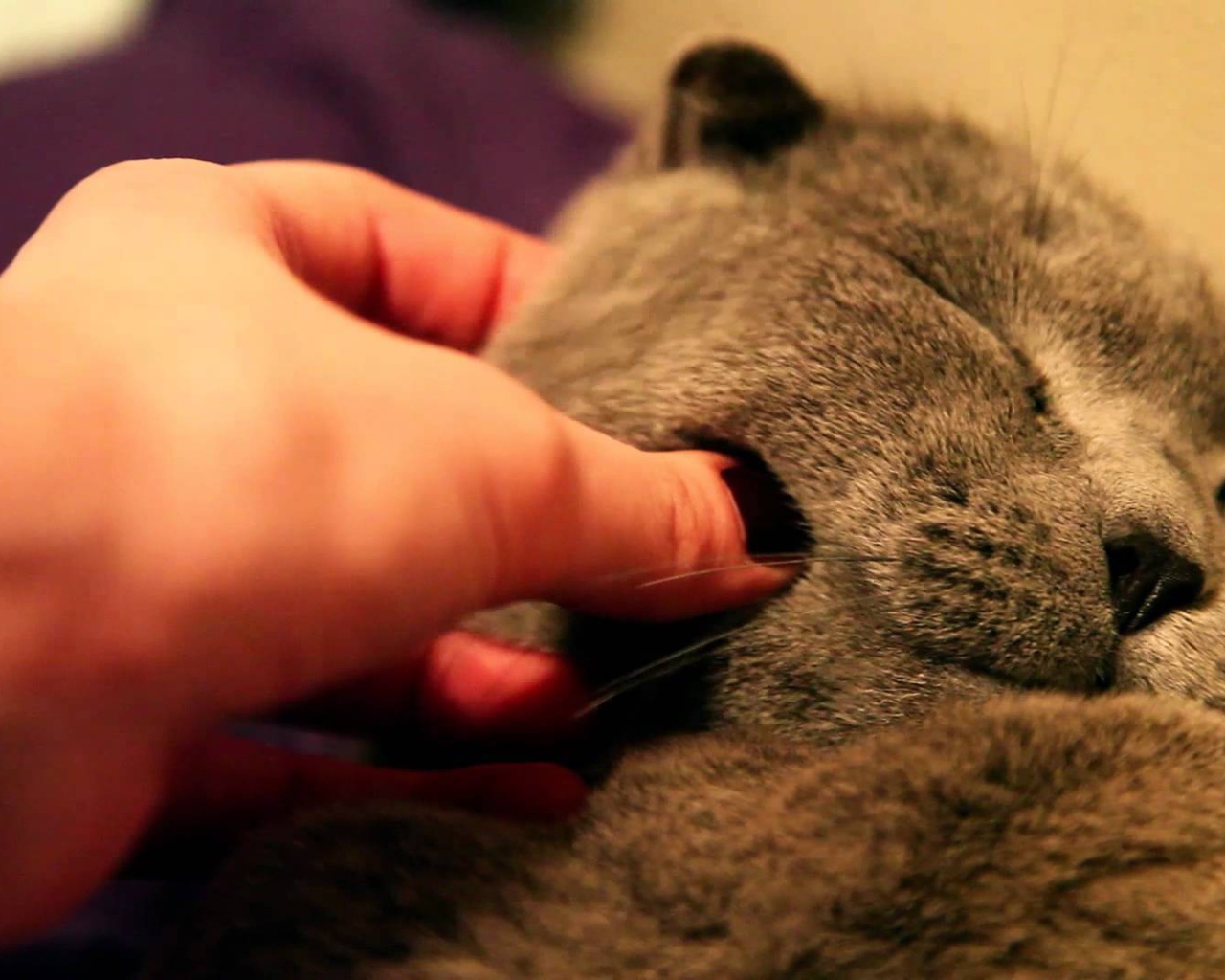 Серый шотландский вислоухий кот доволен