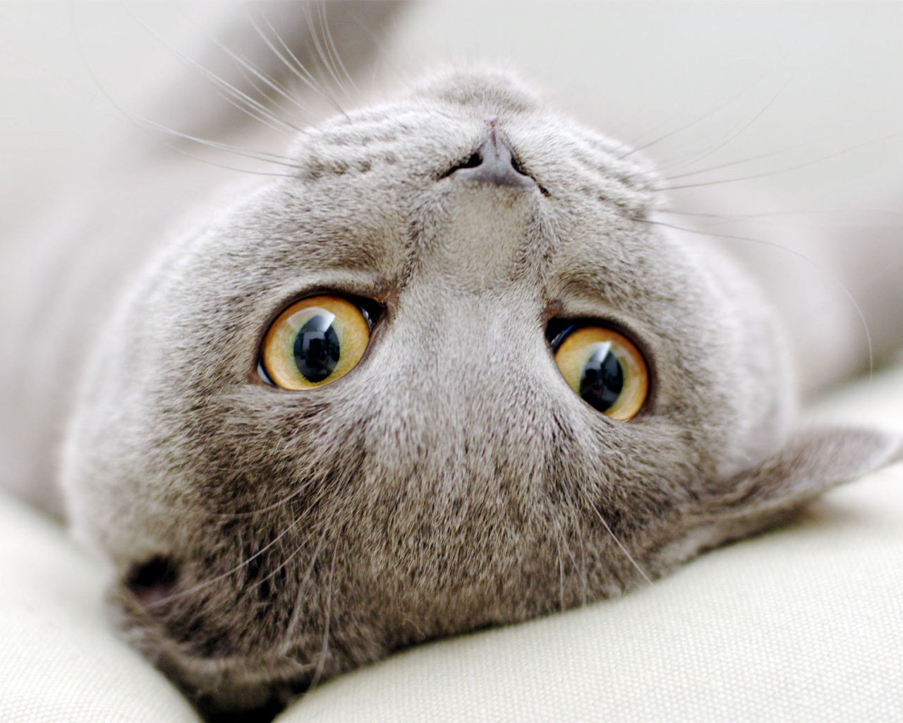 Серый  шотландский вислоухий кот развалился